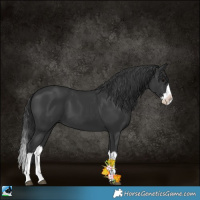 Horse Color:Black Splash