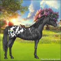 Horse Color:Black Appaloosa 