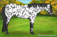 Horse Color:Blue Roan Near Leopard