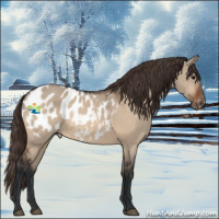 Horse Color:Bay Dun Appaloosa 