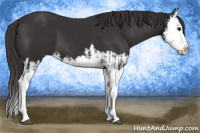 Horse Color:Smoky Black Splash  and Smoky Black Splash 