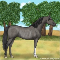 Horse Color:Grullo Rabicano 