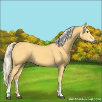Horse Color:Palomino Tobiano 