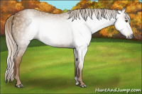 Horse Color:Gray Palomino