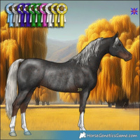 Horse Color:Liver Chestnut Mushroom Rabicano 