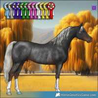 Horse Color:Liver Chestnut Mushroom Rabicano 