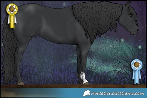 Horse Color:Black and Black
