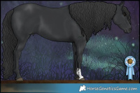 Horse Color:Black  and Black 