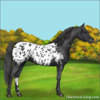 Horse Color:Black Appaloosa 