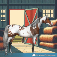 Horse Color:Bay Appaloosa  and Gray Bay Appaloosa 