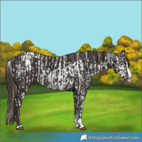 Horse Color:Liver Chestnut Sabino Splash Leopard  and Liver Chestnut Sabino Splash 