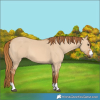 Horse Color:Red Dun 
