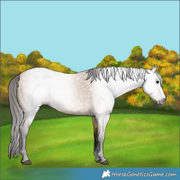 Horse Color:Gray Bay Dun 