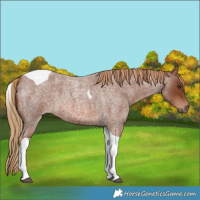 Horse Color:Red Roan Tobiano 