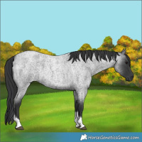 Horse Color:Blue Roan Tobiano 