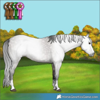 Horse Color:Gray Grullo 