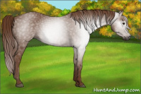 Horse Color:Gray Chestnut 