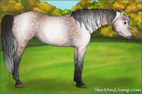 Horse Color:Gray Bay 