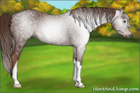 Horse Color:Gray Chestnut 