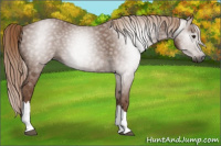 Horse Color:Gray Chestnut 