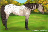 Horse Color:Bay Dun Appaloosa 