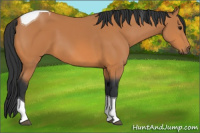 Horse Color:Bay Tobiano 