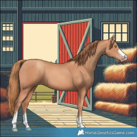 Horse Color:Gold Champagne 