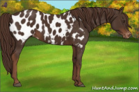 Horse Color:Liver Chestnut Near Leopard 