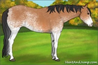 Horse Color:White Spotted Bay 