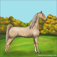 Horse Color:Palomino Roan 