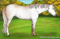 Horse Color:Gray Palomino 