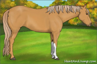 Horse Color:Palomino 