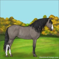 Horse Color:Grullo Rabicano 