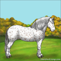 Horse Color:Bay Appaloosa 