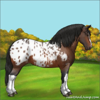Horse Color:Bay Appaloosa 
