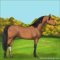 Horse Color:Bay 