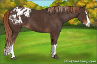 Horse Color:Liver Chestnut Sabino Splash Appaloosa and Liver Chestnut Sabino Splash Appaloosa