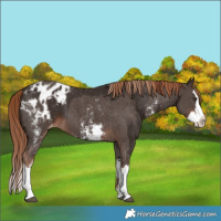 Horse Color:Liver Chestnut Sabino Splash Blanket  and Liver Chestnut Sabino Splash Blanket 