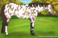 Horse Color:Bay Dun Appaloosa 
