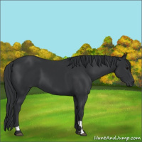 Horse Color:Black 