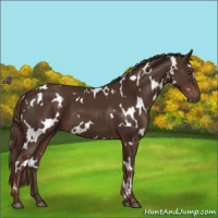 Horse Color:White Spotted Liver Chestnut 
