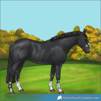 Horse Color:Black  and Black Rabicano 