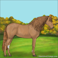 Horse Color:Chestnut Rabicano