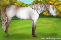 Horse Color:Gray Chestnut 