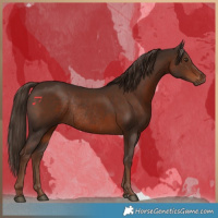 Horse Color:Liver Chestnut Rabicano 