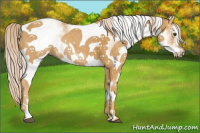Horse Color:White Spotted Palomino 