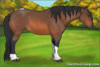 Horse Color:Bay Roan Tobiano