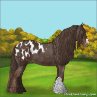 Horse Color:Liver Chestnut Appaloosa 