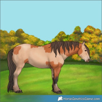 Horse Color:Bay  and Amber Champagne 