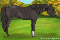 Horse Color:Smoky Black  and Smoky Black 
